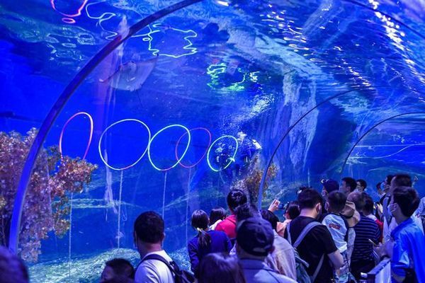 海豚撞擊球鯊魚的具體過程，關(guān)于海豚撞擊球鯊魚的詳細(xì)過程