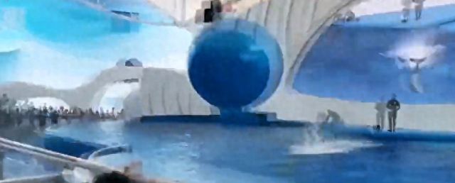 海豚撞擊球鯊魚的具體過程，關(guān)于海豚撞擊球鯊魚的詳細(xì)過程