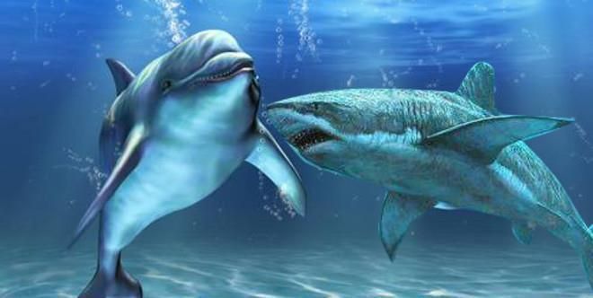 海豚撞擊球鯊魚的具體過程，關(guān)于海豚撞擊球鯊魚的詳細(xì)過程