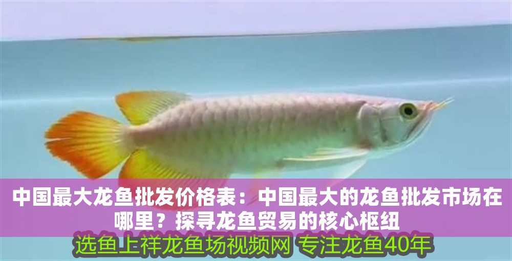 中國(guó)最大龍魚批發(fā)價(jià)格表：中國(guó)最大的龍魚批發(fā)市場(chǎng)在哪里？探尋龍魚貿(mào)易的核心樞紐