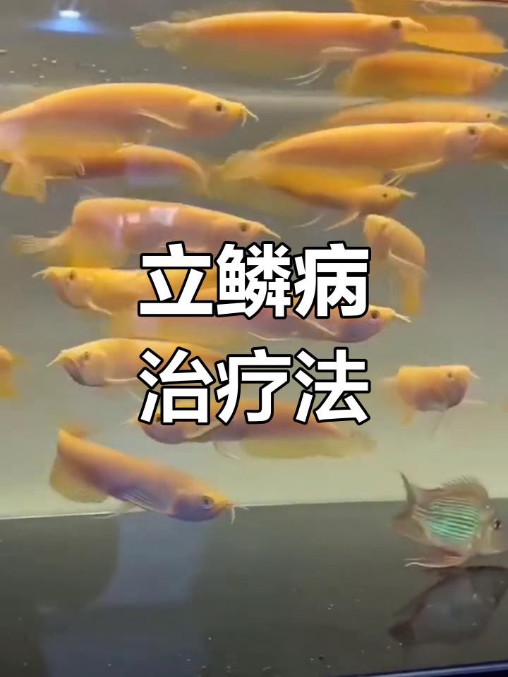 龍魚立鱗后應該如何治療？