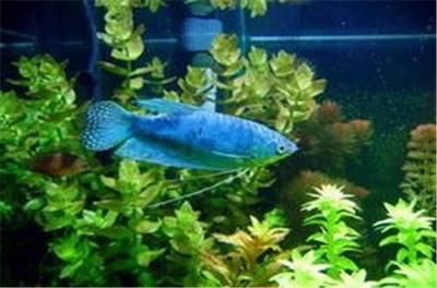 龍魚的水：龍魚水質(zhì)監(jiān)控的最佳實(shí)踐方法，龍魚水質(zhì)管理的最佳實(shí)踐方法