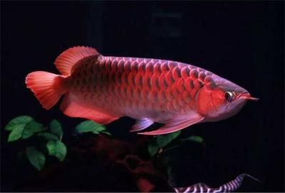 金龍魚和紅龍魚哪個壽命長一點（如何判斷龍魚健康狀態(tài)，延長龍魚壽命的科學(xué)方法）