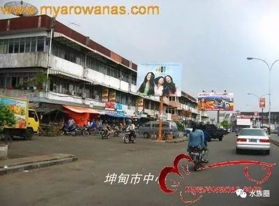 印尼坤甸買龍魚便宜嗎（印尼坤甸買龍魚價格）