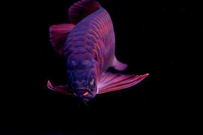 紅龍魚買多大的好養一點，紅龍魚養殖技術——紅龍魚的養殖