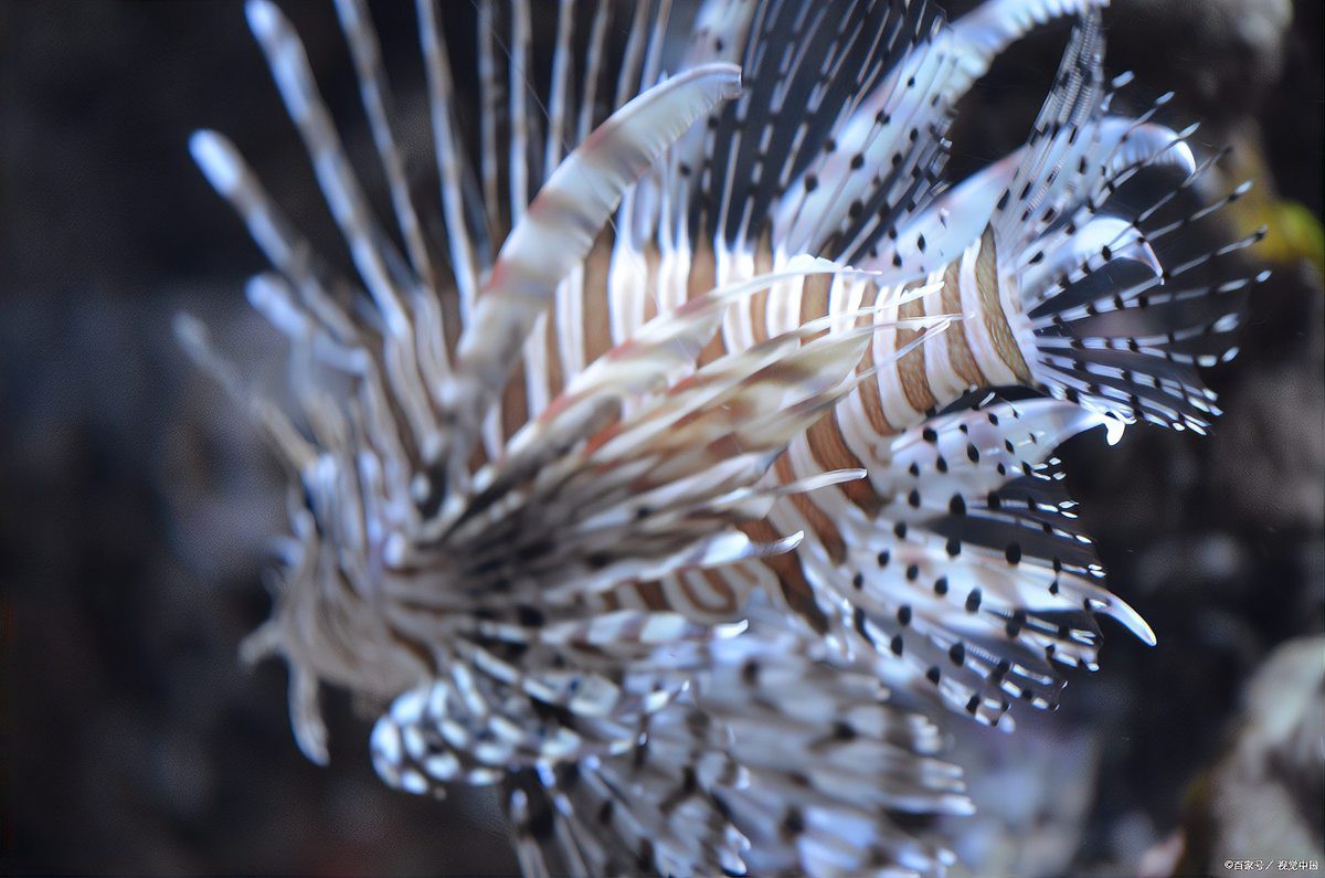 深海黑龍魚(yú)是什么魚(yú)