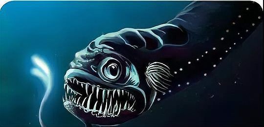 深海黑龍魚(yú)是什么魚(yú)