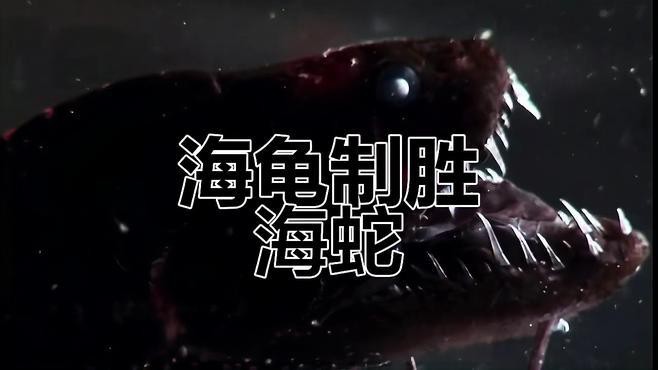 深海黑龍魚(yú)是什么魚(yú)