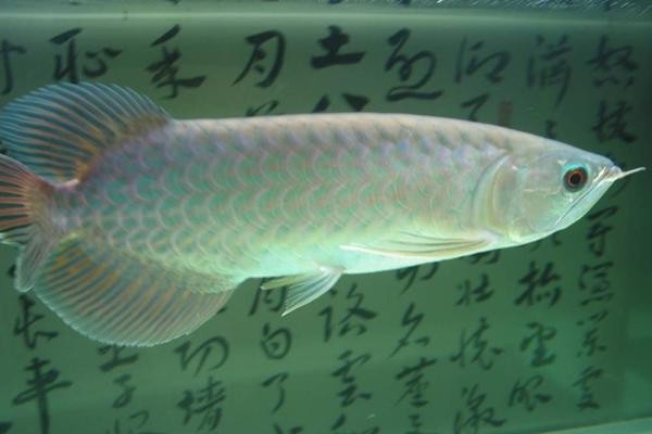青龍魚好養嗎