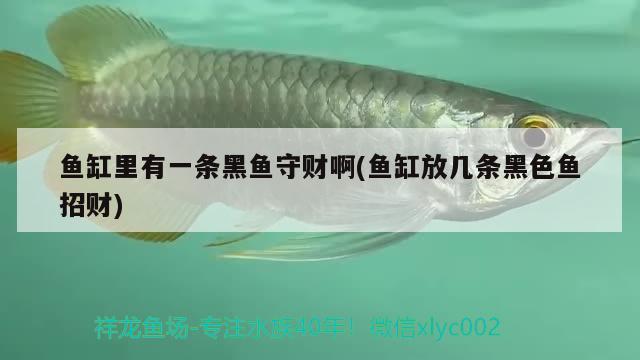 魚缸里有一條黑魚守財(cái)啊(魚缸放幾條黑色魚招財(cái))
