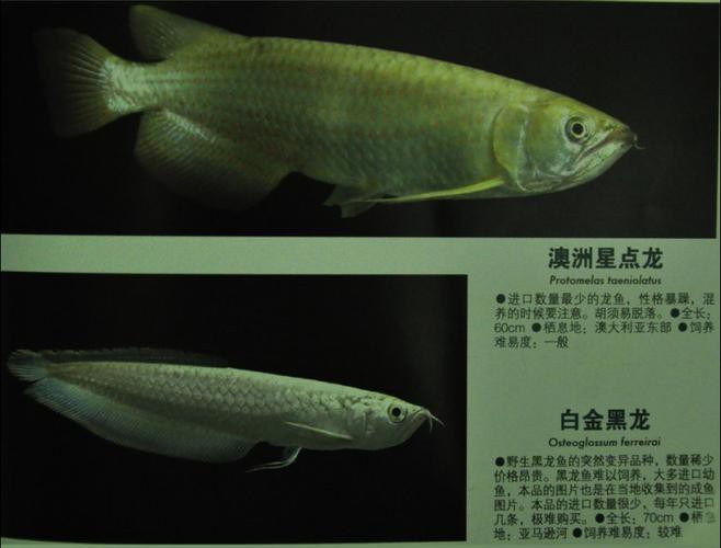 哪里可以找到高清白金龍魚圖片？