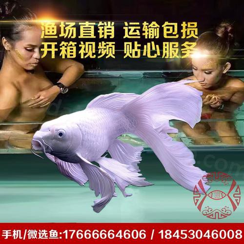 哪里可以找到高清白金龍魚圖片？