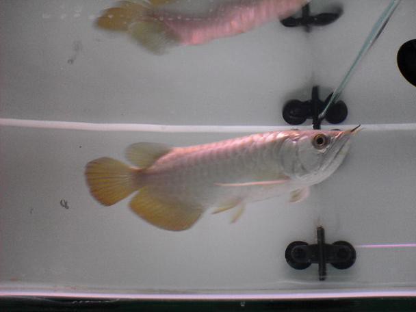 哪里可以找到高清白金龍魚圖片？