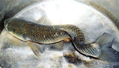 龍魚的尾巴被咬掉了多久能長回來：龍魚尾巴被咬掉了多久能長回來