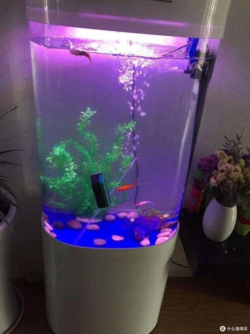 龍擺件放魚(yú)缸需要定期清潔嗎？