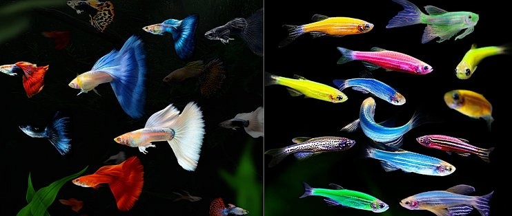 龍擺件放魚(yú)缸需要定期清潔嗎？