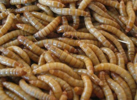 金龍魚吃什么昆蟲：金龍魚可以吃蟑螂等昆蟲，但應(yīng)注意衛(wèi)生和投喂頻率