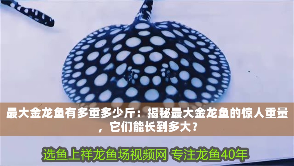 最大金龍魚有多重多少斤：揭秘最大金龍魚的驚人重量，它們能長到多大？
