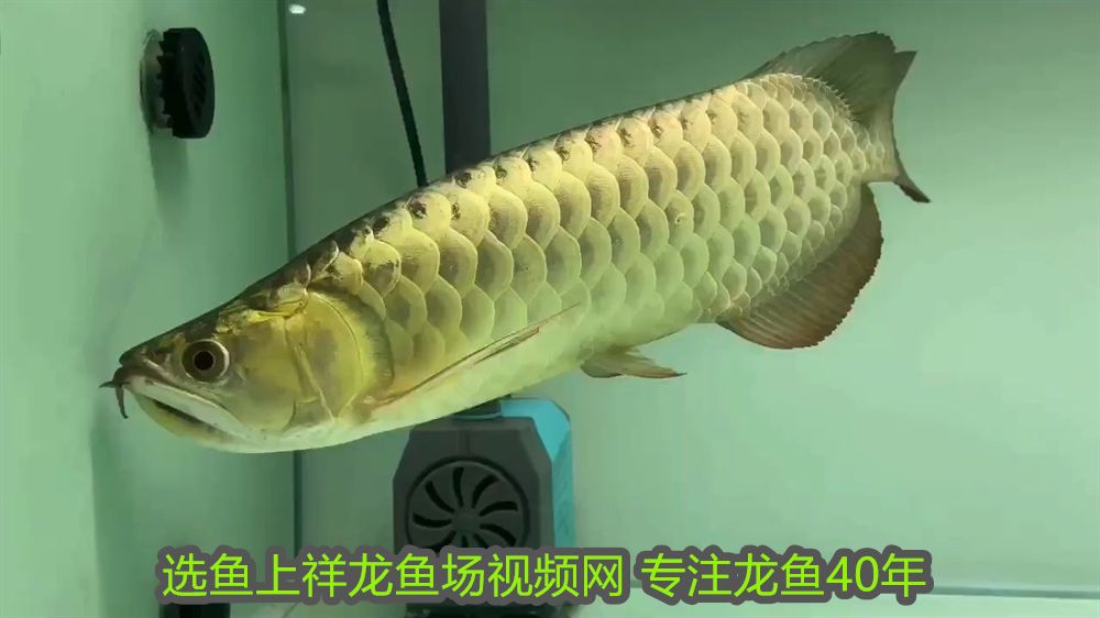 最大金龍魚有多重多少斤：揭秘最大金龍魚的驚人重量，它們能長到多大？