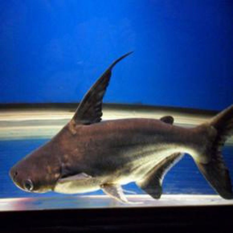 泰龐海鰱魚苗種規格選擇：泰龐海鰱的飼養管理