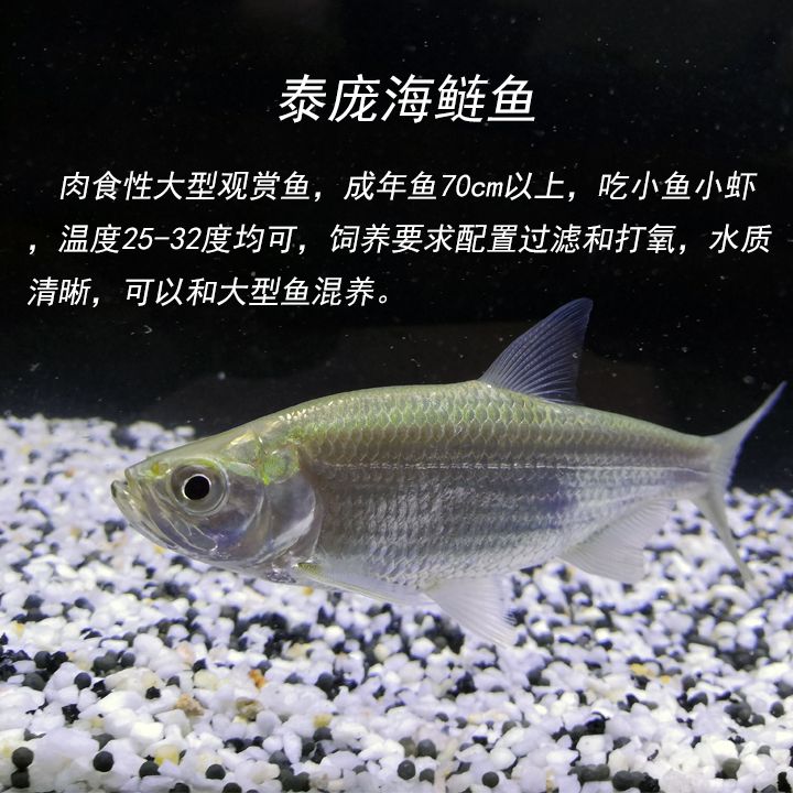 泰龐海鰱魚苗種規格選擇：泰龐海鰱的飼養管理