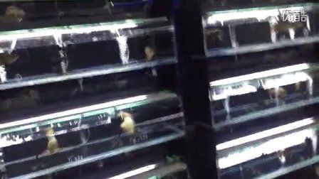 祥龍魚場庫存更新頻率了解：祥龍魚場庫存更新頻率