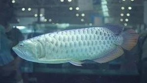 龍魚術后恢復需要多長時間？
