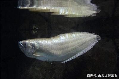 養龍魚需要什么條件？：養龍魚需要什么條件