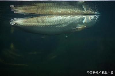 養龍魚需要什么條件？：養龍魚需要什么條件