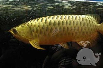 夢見龍魚跳出缸（夢見龍魚跳出缸可能有多種解讀，）