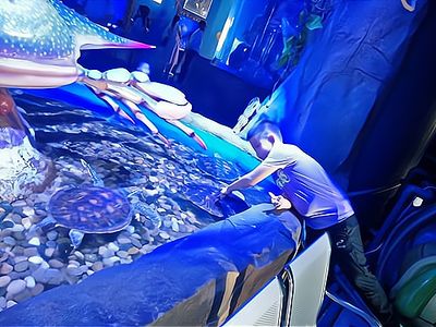 水族館加盟找祥龍魚場多少錢（水族館加盟找祥龍魚場多少錢水族館加盟費查詢網）