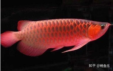 紅龍魚(yú)的作用是什么（紅龍魚(yú)在風(fēng)水上具有多種作用和功效）