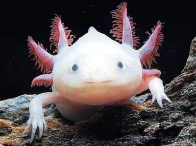 六角恐龍魚在水里游來游去正常嗎，六角恐龍魚在水中游來游去是正常的行為嗎？