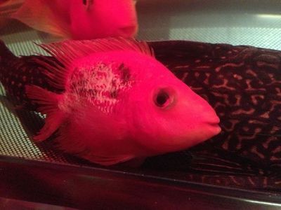 金龍魚眼睛發白跟菜花似的能不能治好：金龍魚眼睛發白可以治療嗎