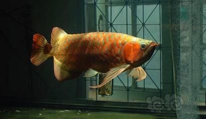 龍魚是群居還是獨居魚類（龍魚不是群居魚類，而是具有獨居傾向的魚類）