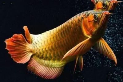 龍魚是群居還是獨居魚類（龍魚不是群居魚類，而是具有獨居傾向的魚類）