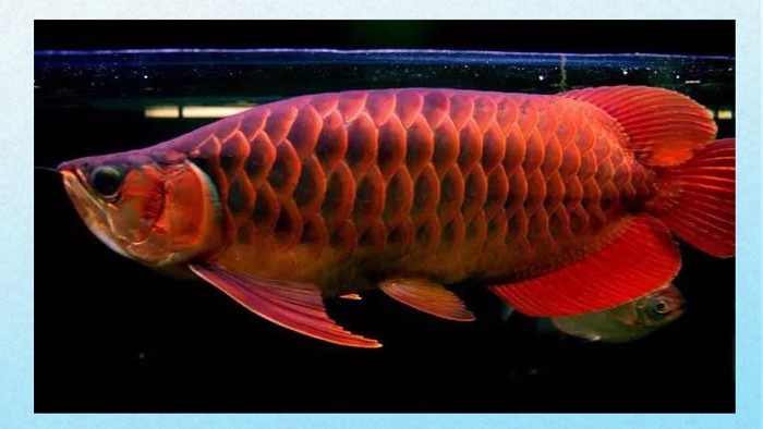 香港龍魚價格行情最新