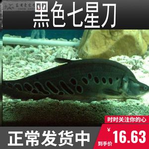 黃金銀龍魚（如何辨別金銀龍魚和銀龍魚？）