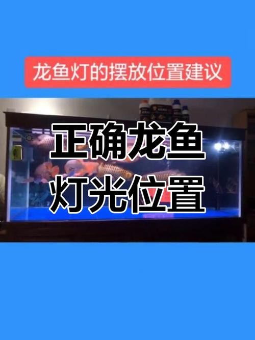 龍魚用什么燈光好