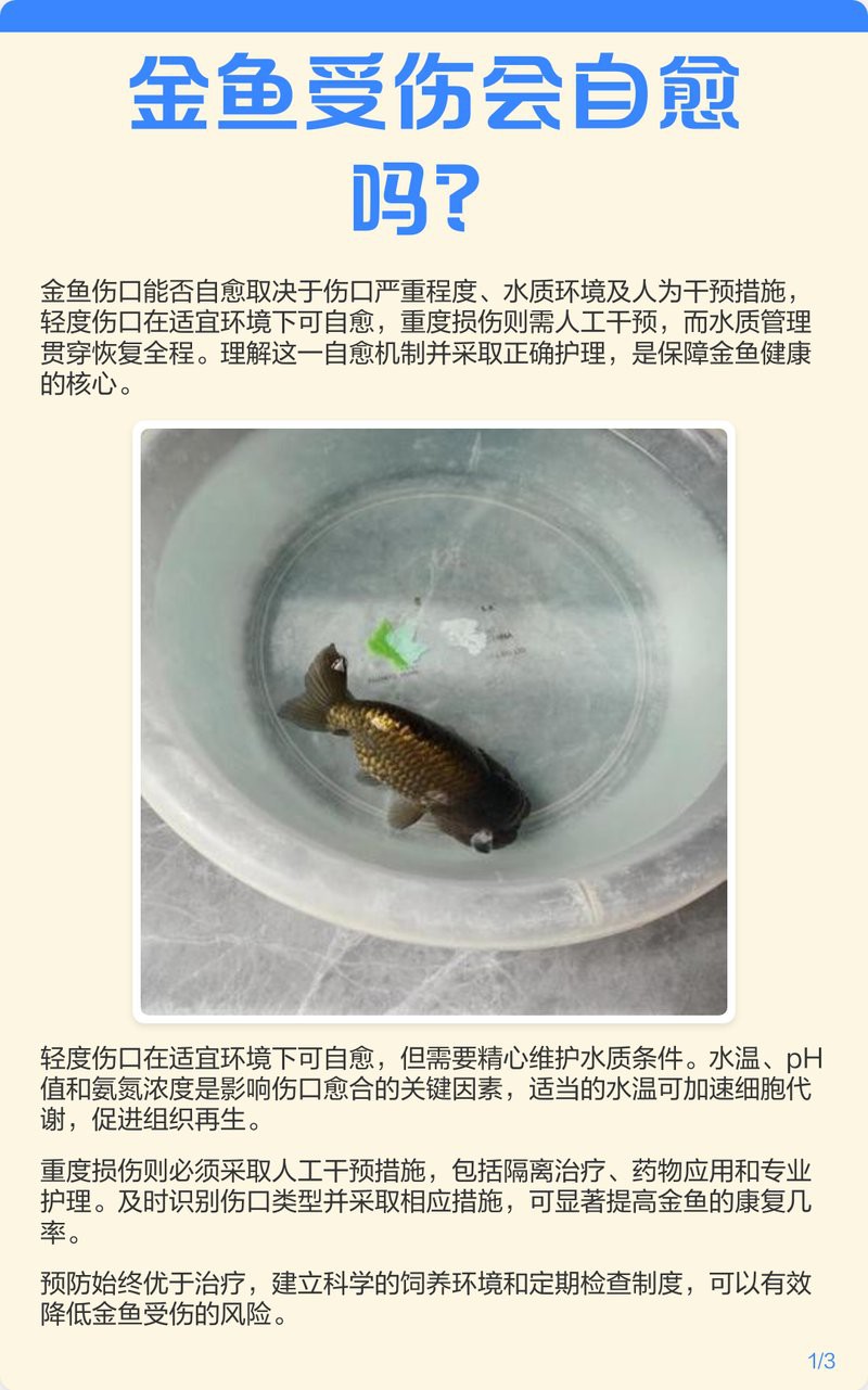 過背金龍七鰭受傷多久會恢復？