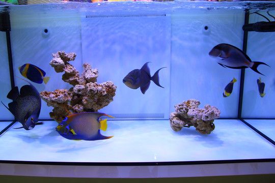 金龍魚缸造景視頻：金龍魚缸造景教程