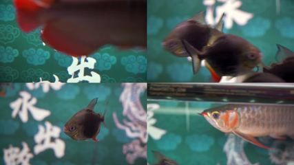 養(yǎng)一條金龍魚需要多大的缸：養(yǎng)一條金龍魚需要多大的缸，以確保魚的健康和正常發(fā)育