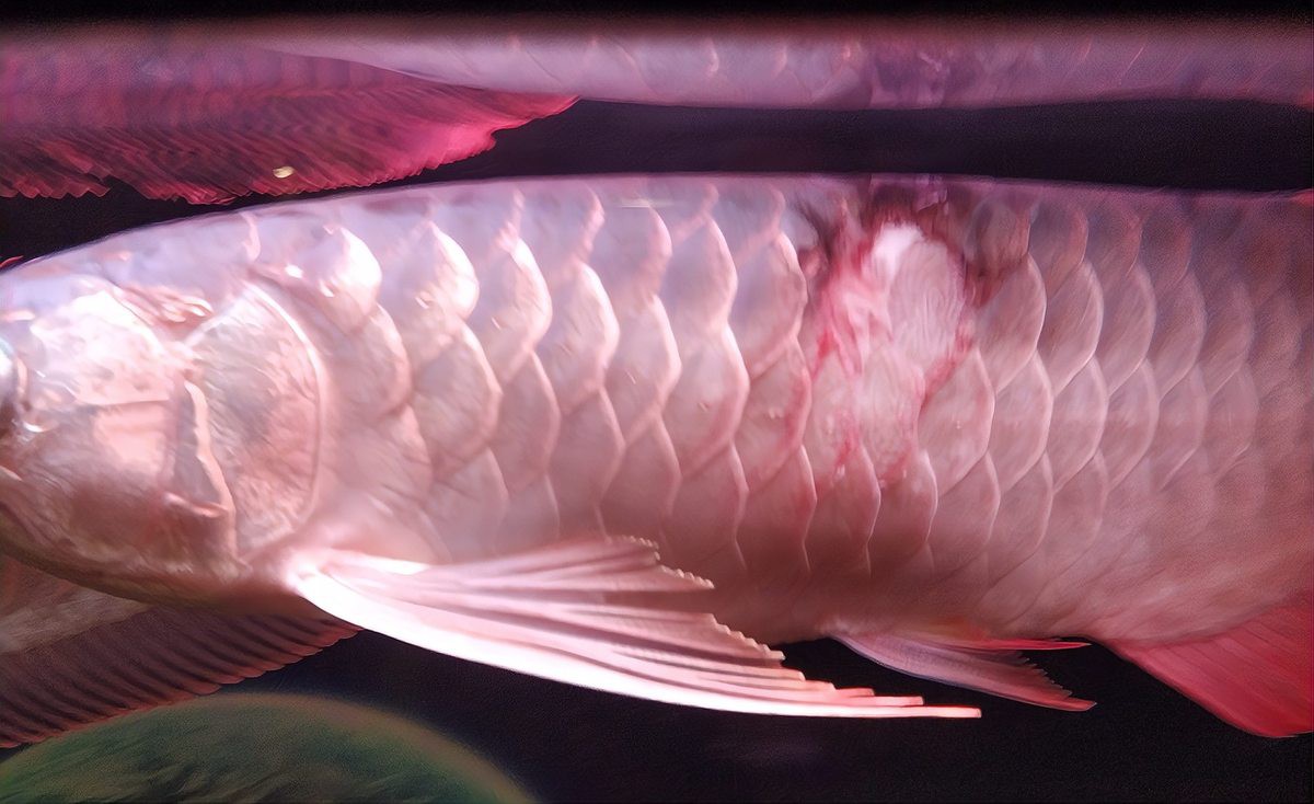 如何判斷金龍魚鱗片是否健康