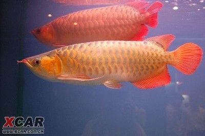 1米龍魚（廣州釣友發現一條體長一米的龍魚，市場價值只有幾百元）
