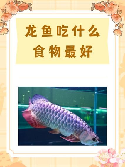 龍魚除了凍蝦還能吃什么