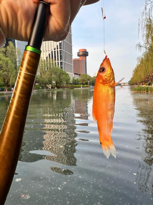 北京哪里的龍魚比較好釣魚