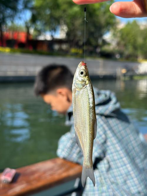 北京哪里的龍魚比較好釣魚