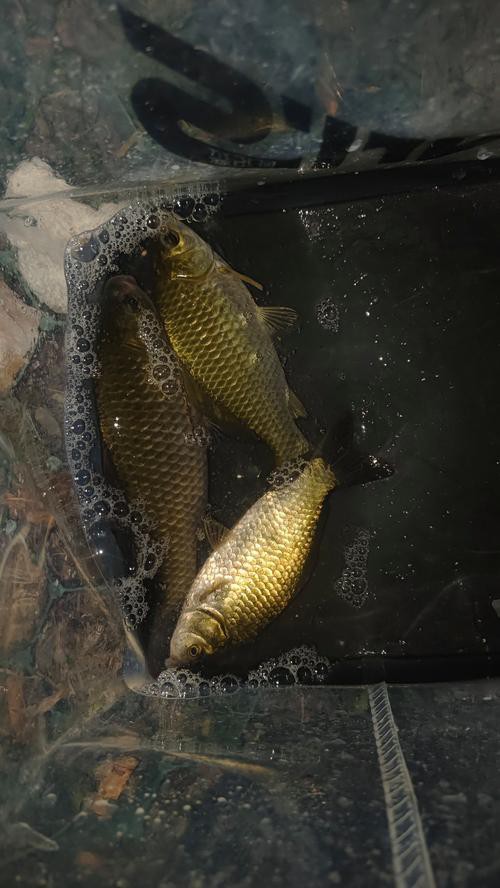 北京哪里的龍魚比較好釣魚