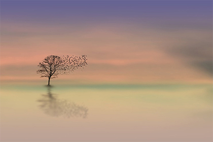 大湖紅龍魚是什么意思網絡用語(龍魚大湖魚是什么意思)