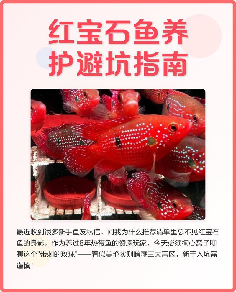 紅寶石魚變紅了要警惕四種病，紅寶石魚體色變紅可能是健康異常的信號(hào)需警惕四種病